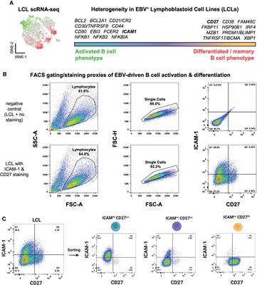 Epstein-Barr virus perpetuates B cell germinal center dynamics and generation of autoimmune-associated phenotypes in vitro